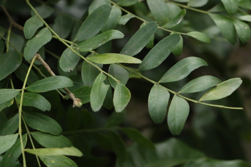 Gleditsia australis photo 2