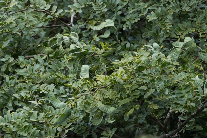 Gleditsia australis photo 4