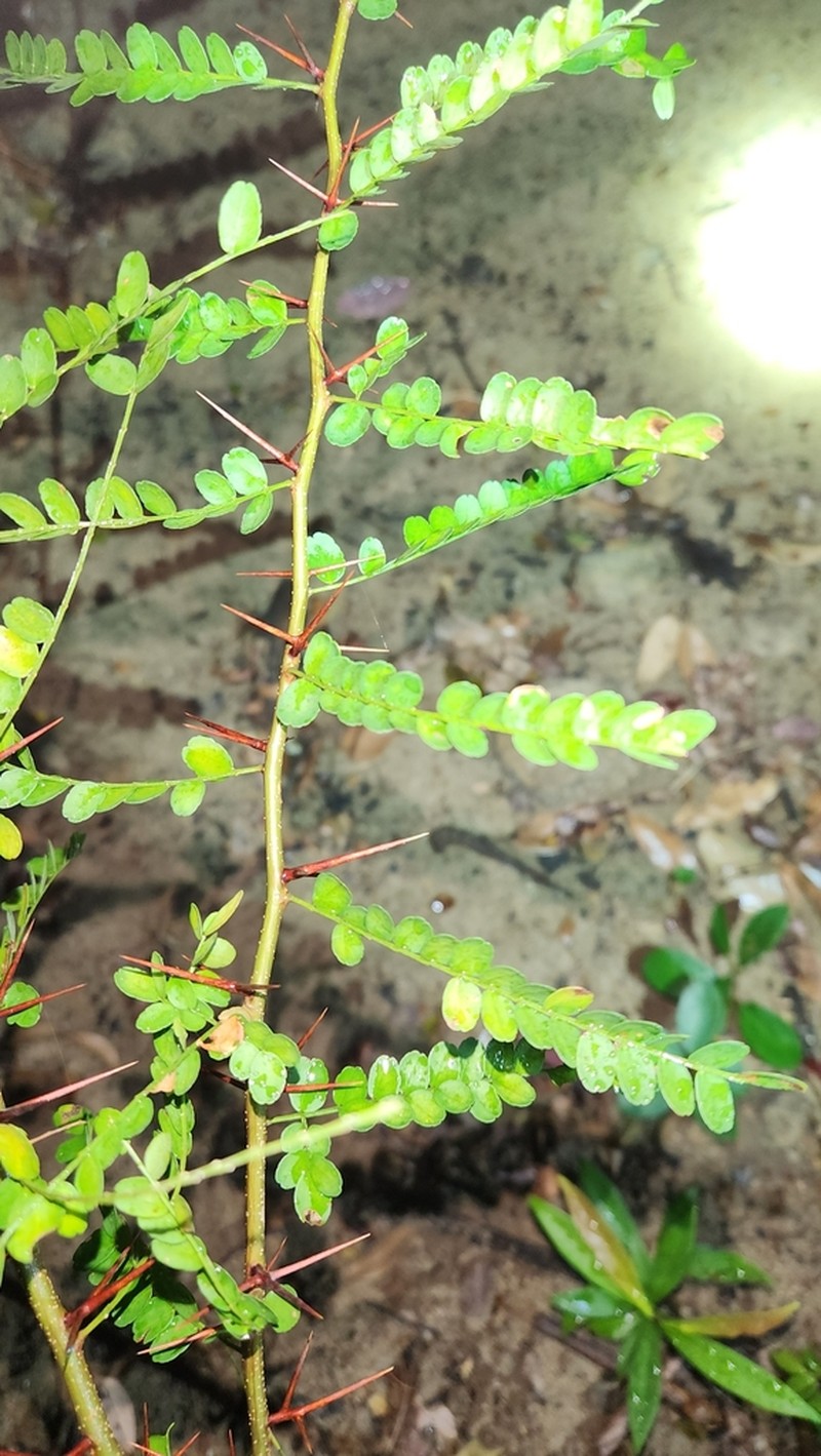 Gleditsia australis photo 5