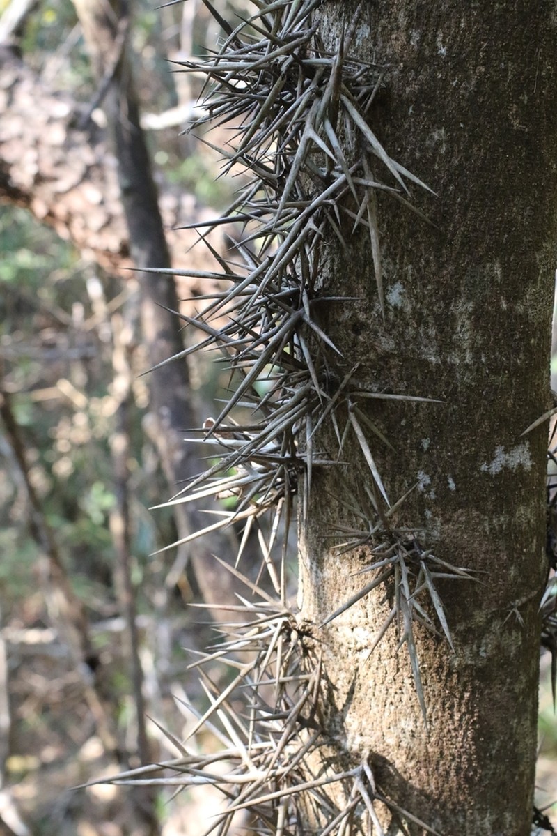 Gleditsia australis photo 6