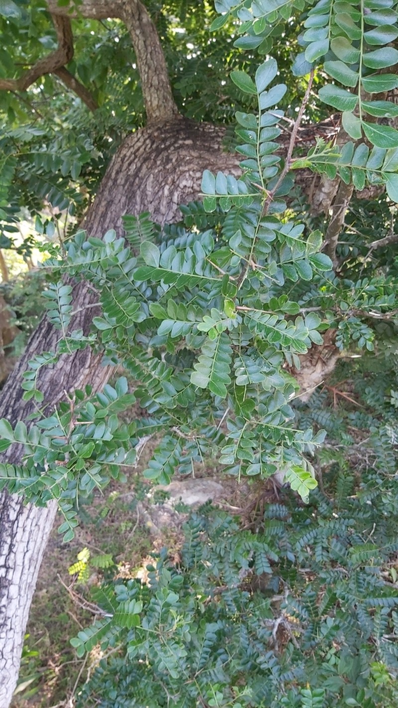 Gleditsia australis photo 7