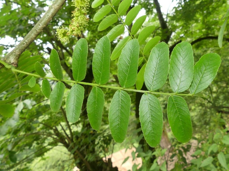Gleditsia caspica photo 2