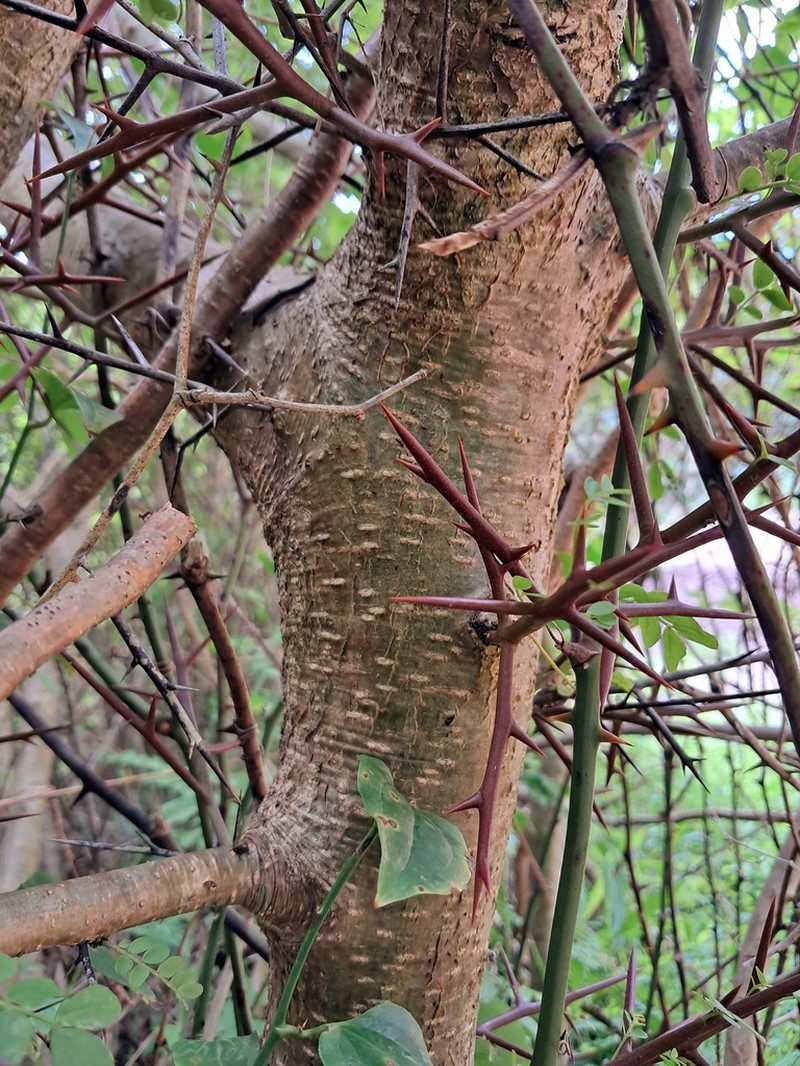 Gleditsia caspica photo 3