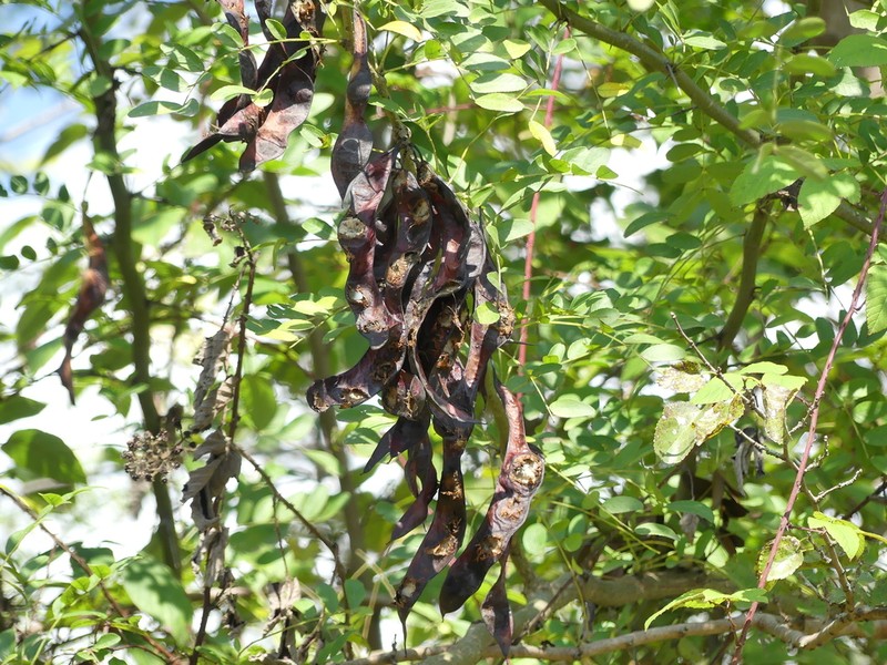 Gleditsia caspica photo 5