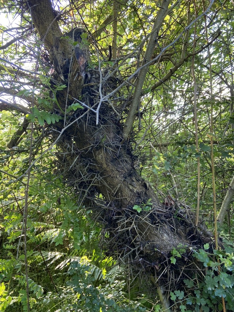 Gleditsia caspica photo 6
