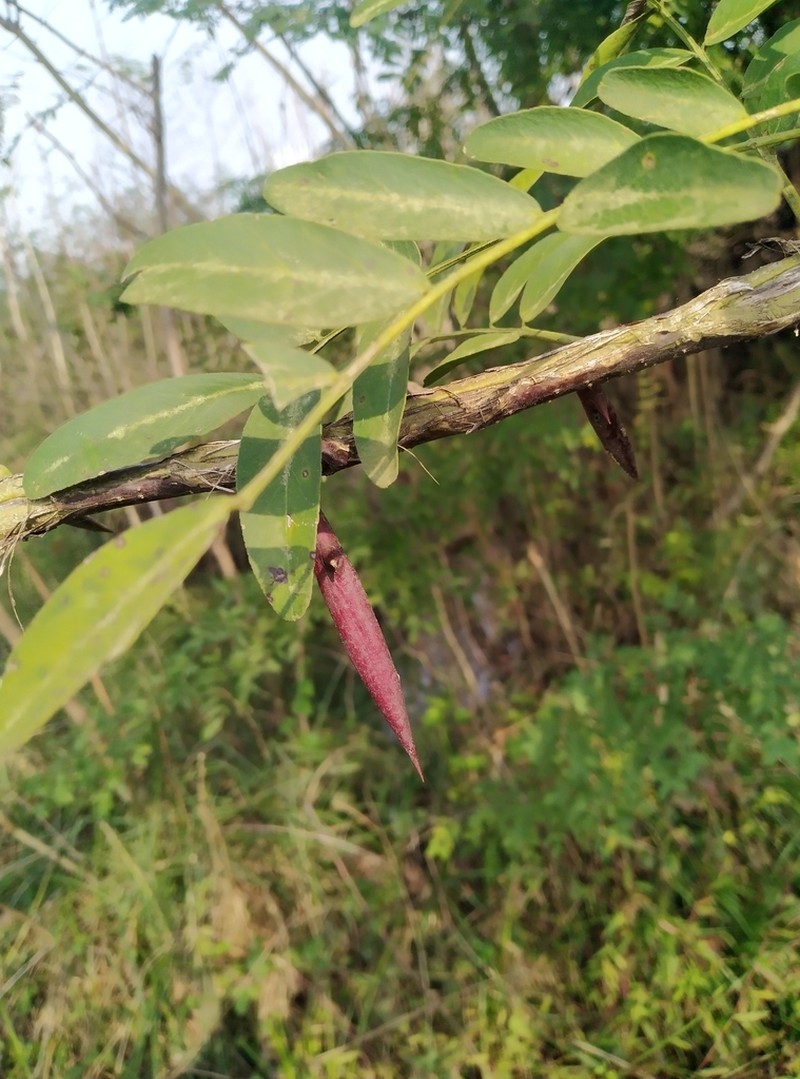 Gleditsia caspica photo 7
