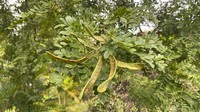 Gleditsia fera