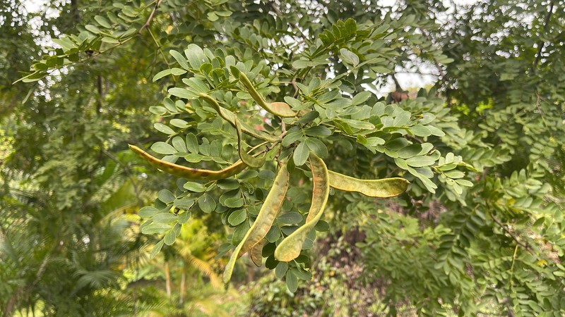 Gleditsia fera