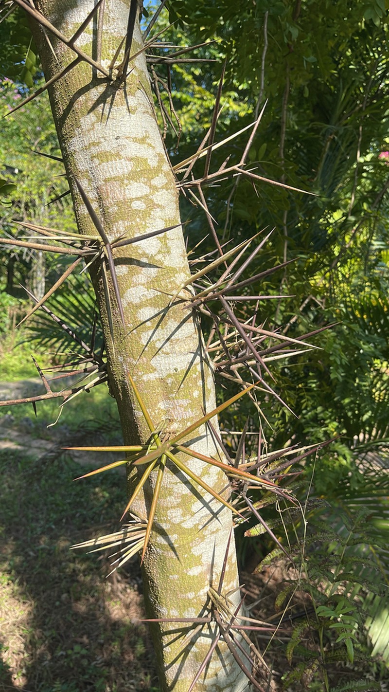 Gleditsia fera photo 2