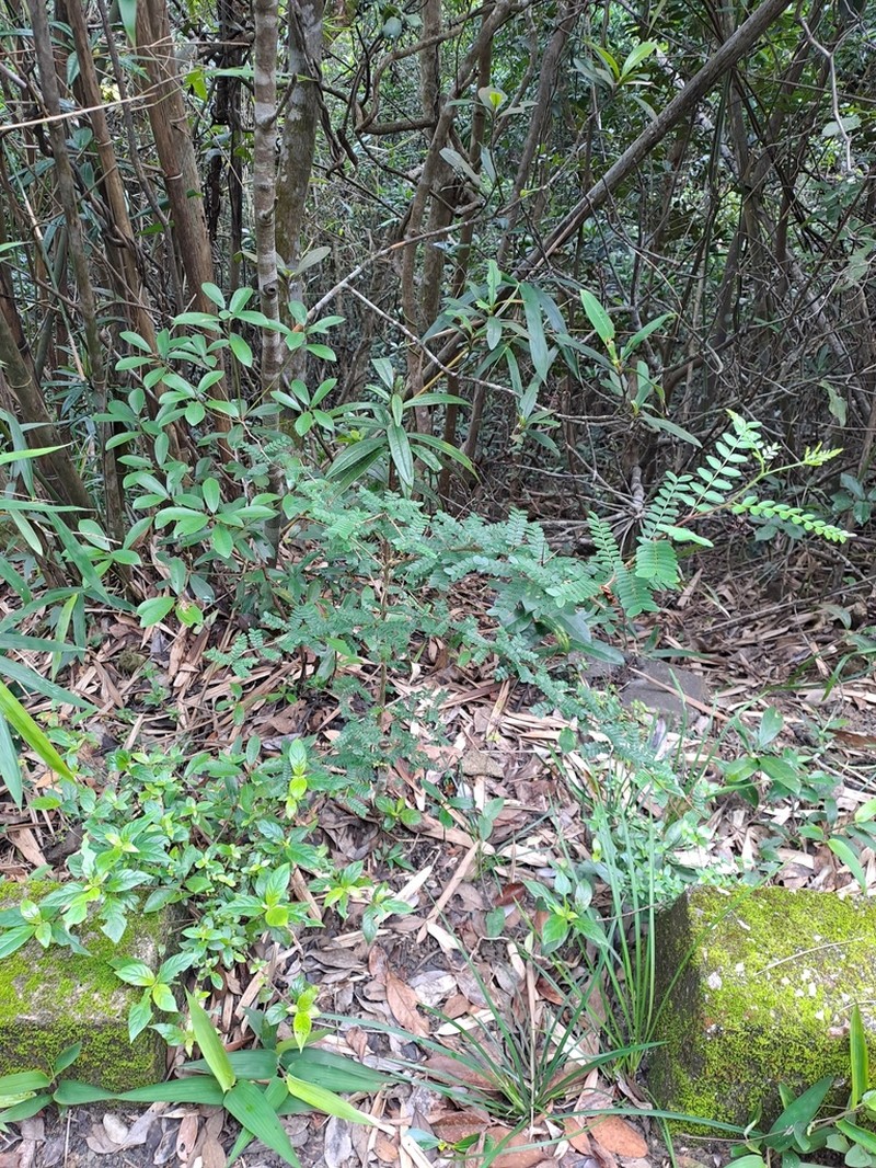 Gleditsia fera photo 4