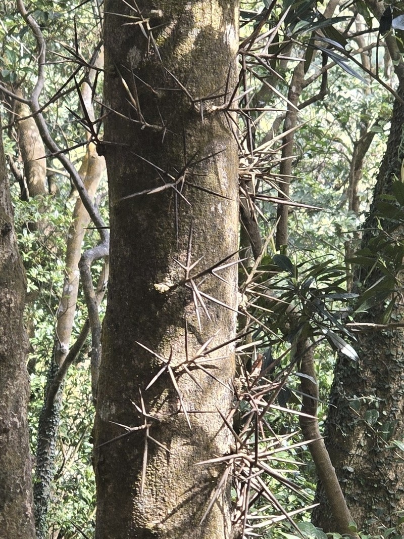 Gleditsia fera photo 5
