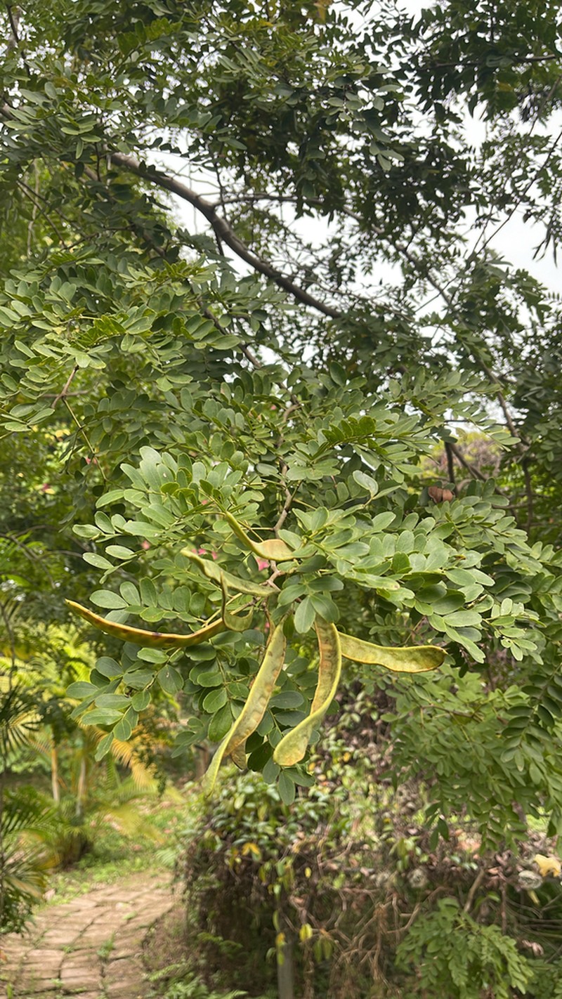 Gleditsia fera photo 6