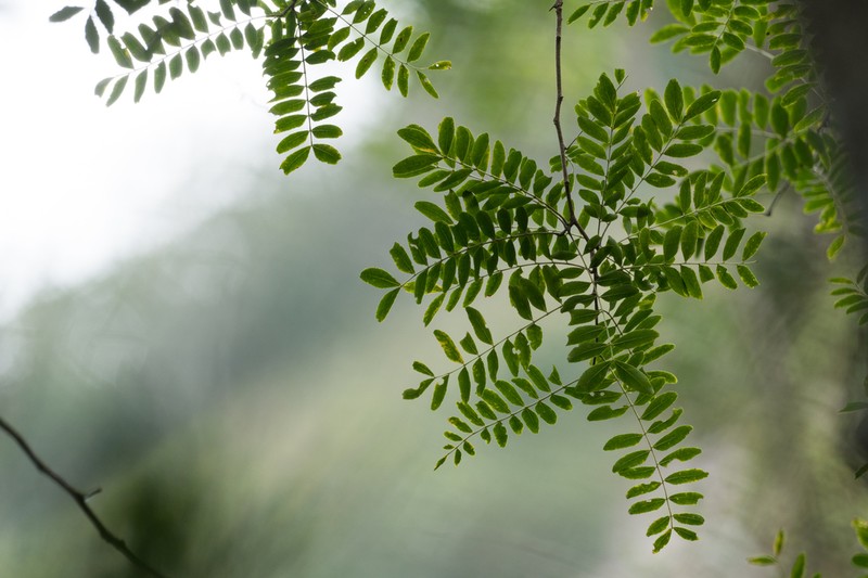 Gleditsia fera photo 7