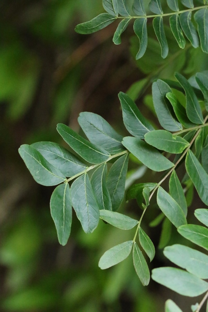 Gleditsia fera photo 8