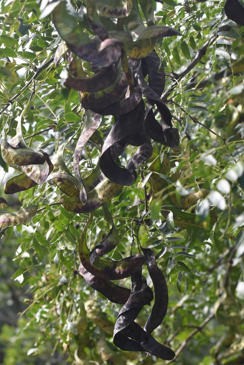 Gleditsia japonica photo 7