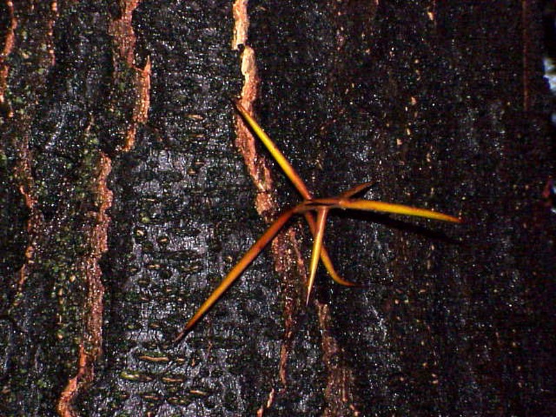 Gleditsia japonica photo 2