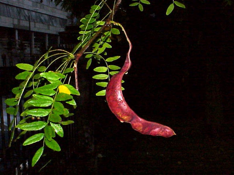 Gleditsia japonica