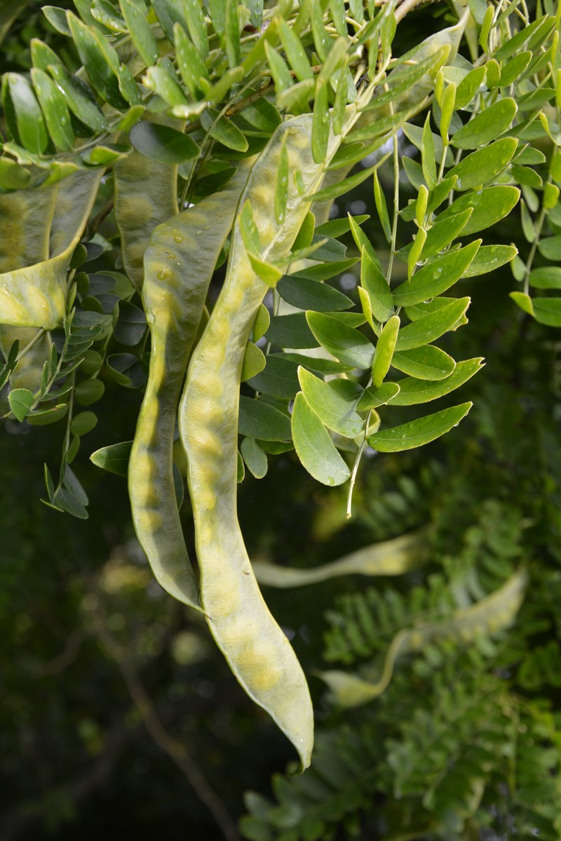 Gleditsia japonica photo 3