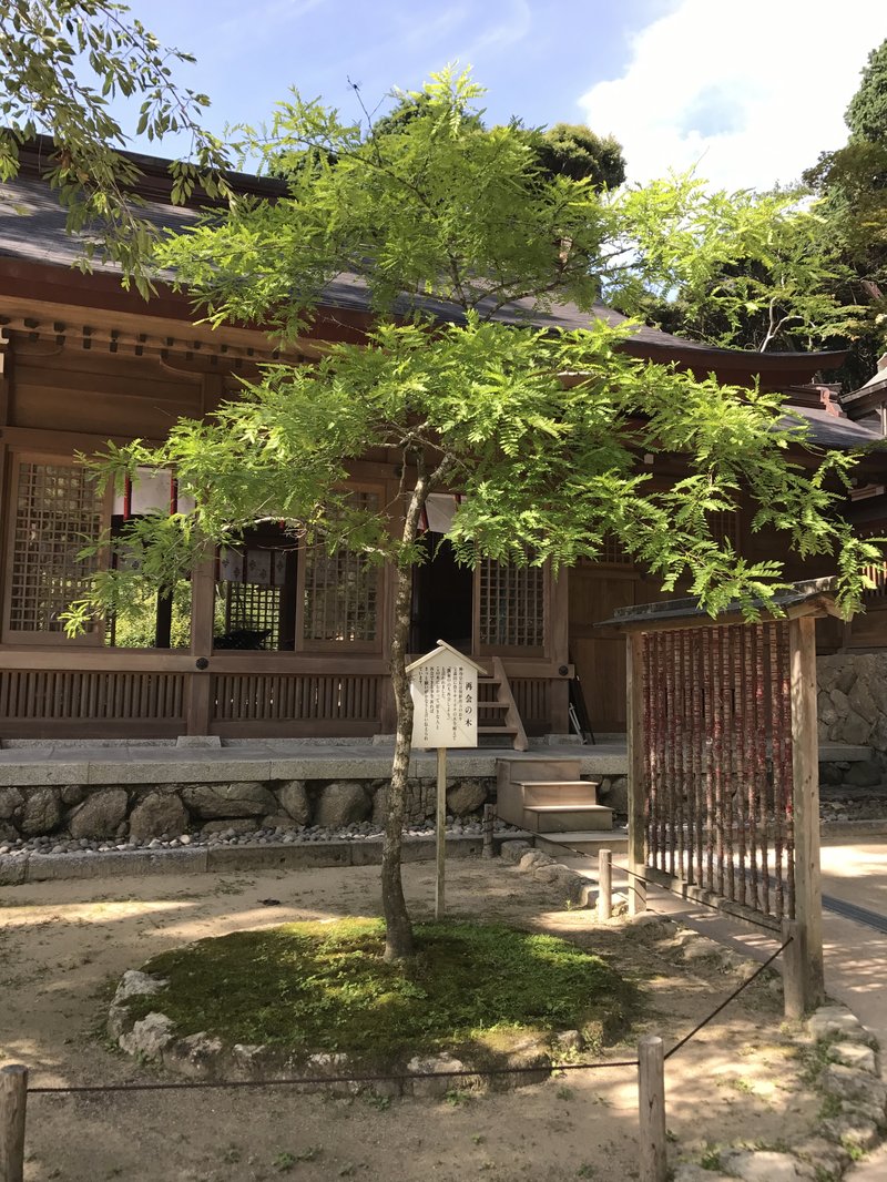 Gleditsia japonica photo 4