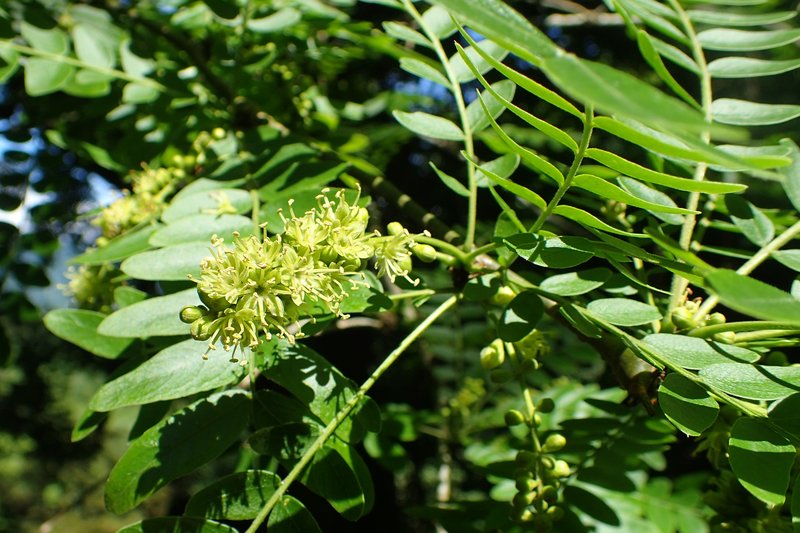 Gleditsia japonica photo 5