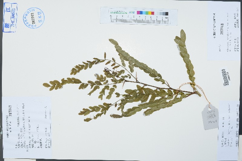 Gleditsia japonica var. delavayi