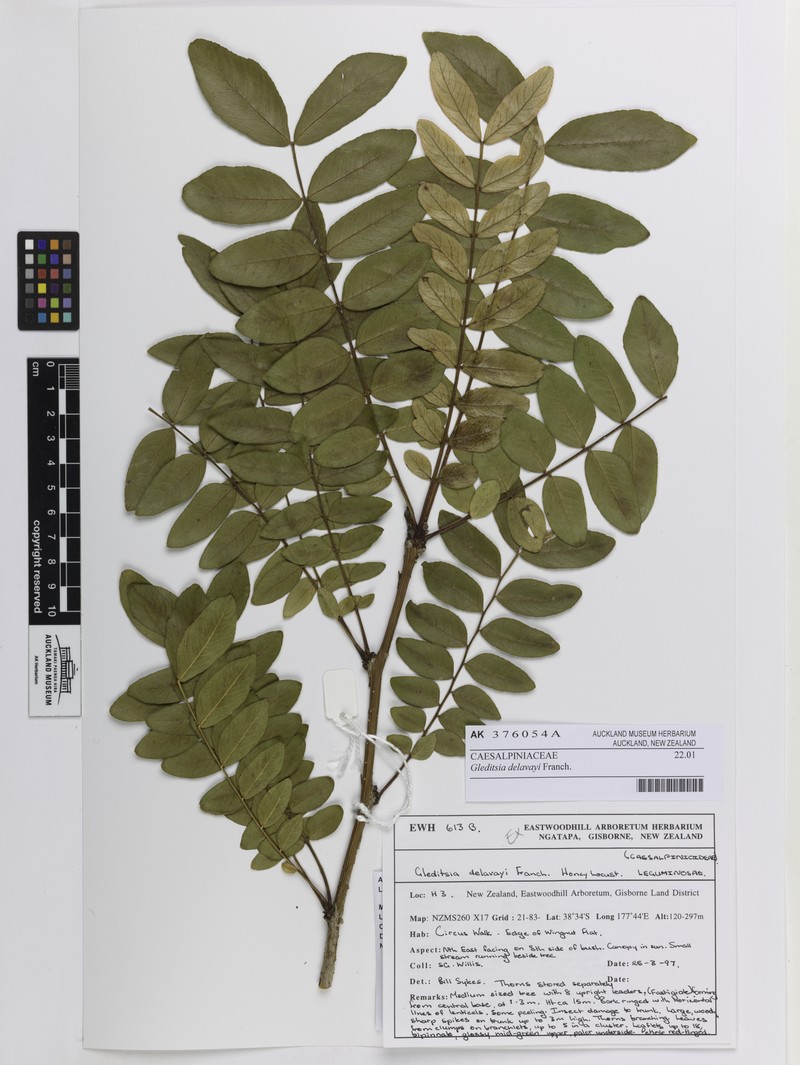 Gleditsia japonica var. delavayi photo 2