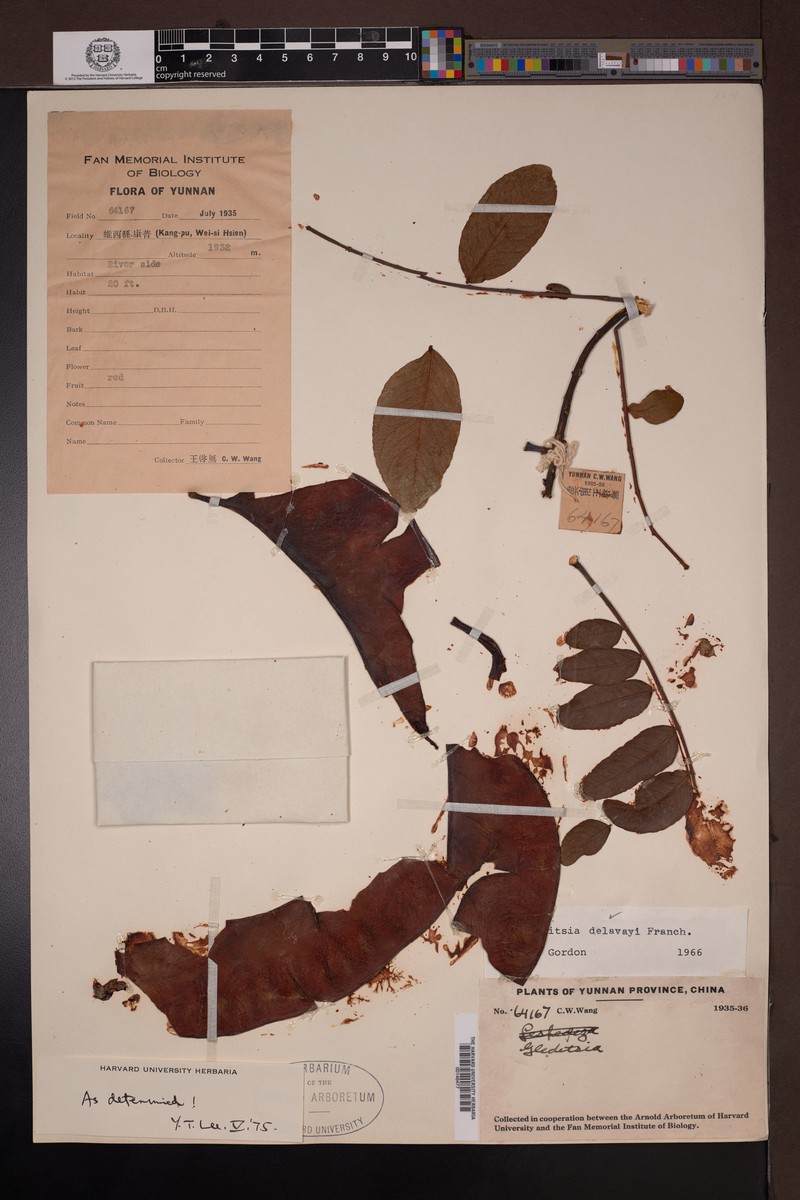 Gleditsia japonica var. delavayi photo 3