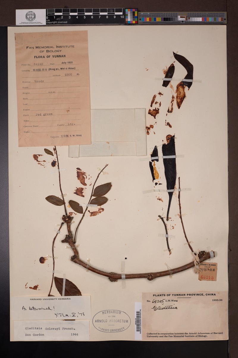 Gleditsia japonica var. delavayi photo 4