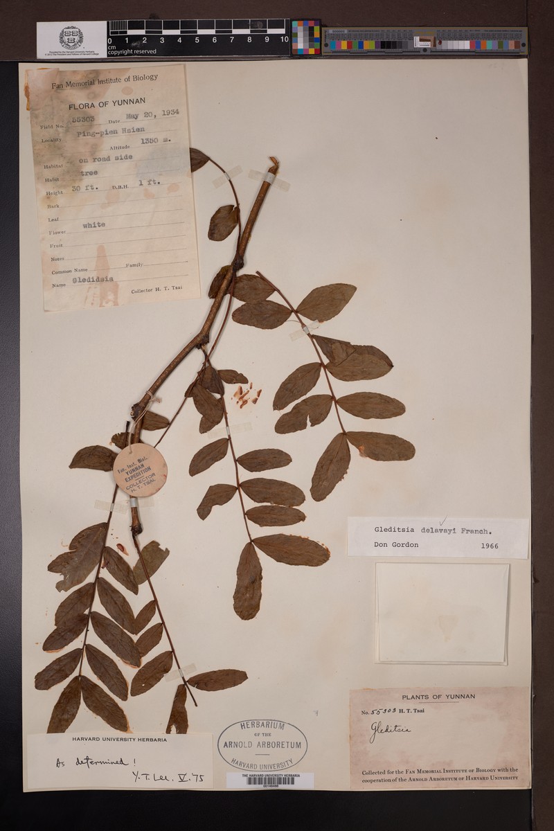 Gleditsia japonica var. delavayi photo 5
