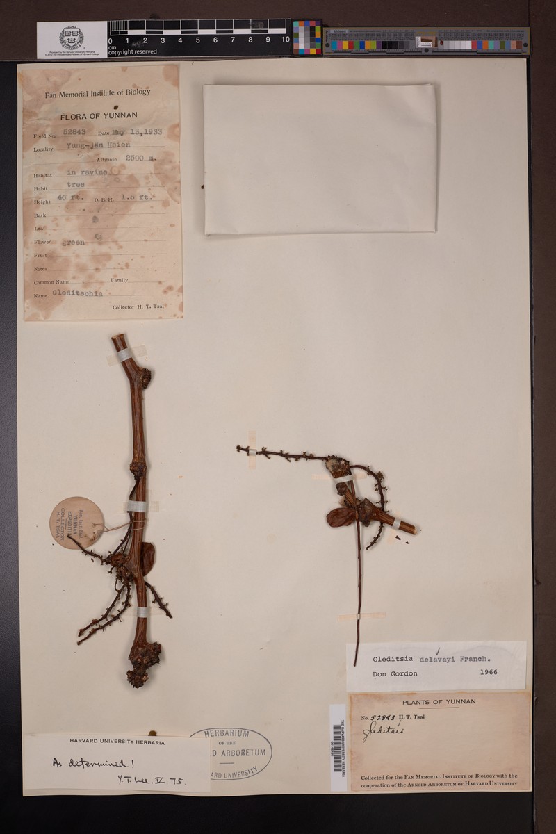 Gleditsia japonica var. delavayi photo 6