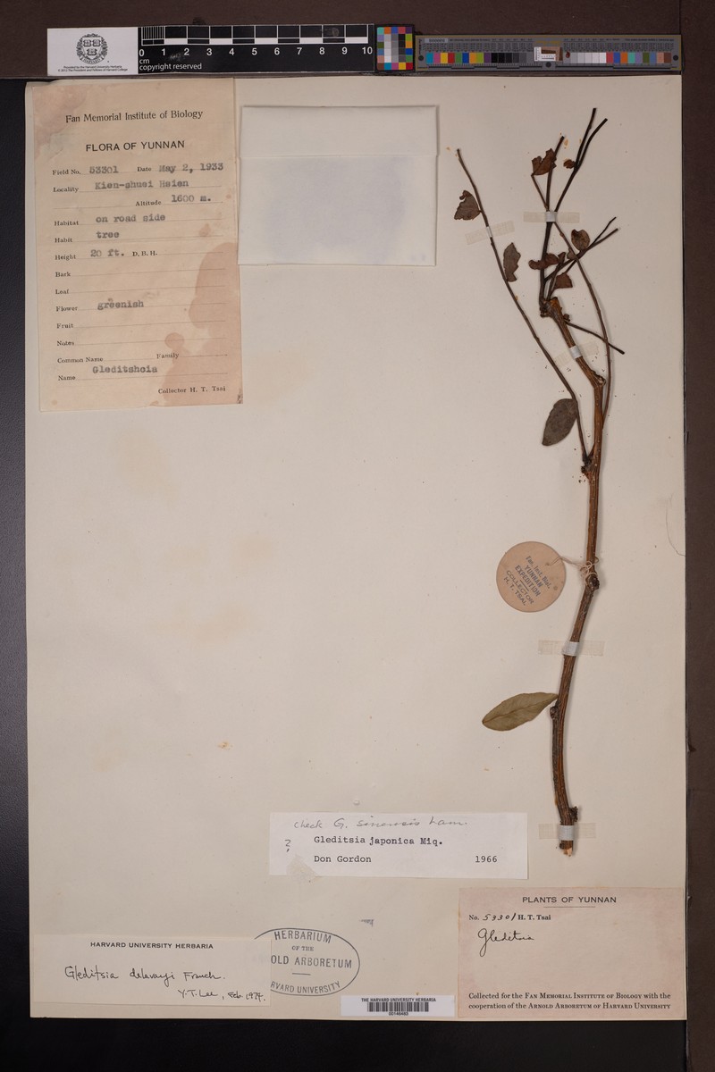 Gleditsia japonica var. delavayi photo 7