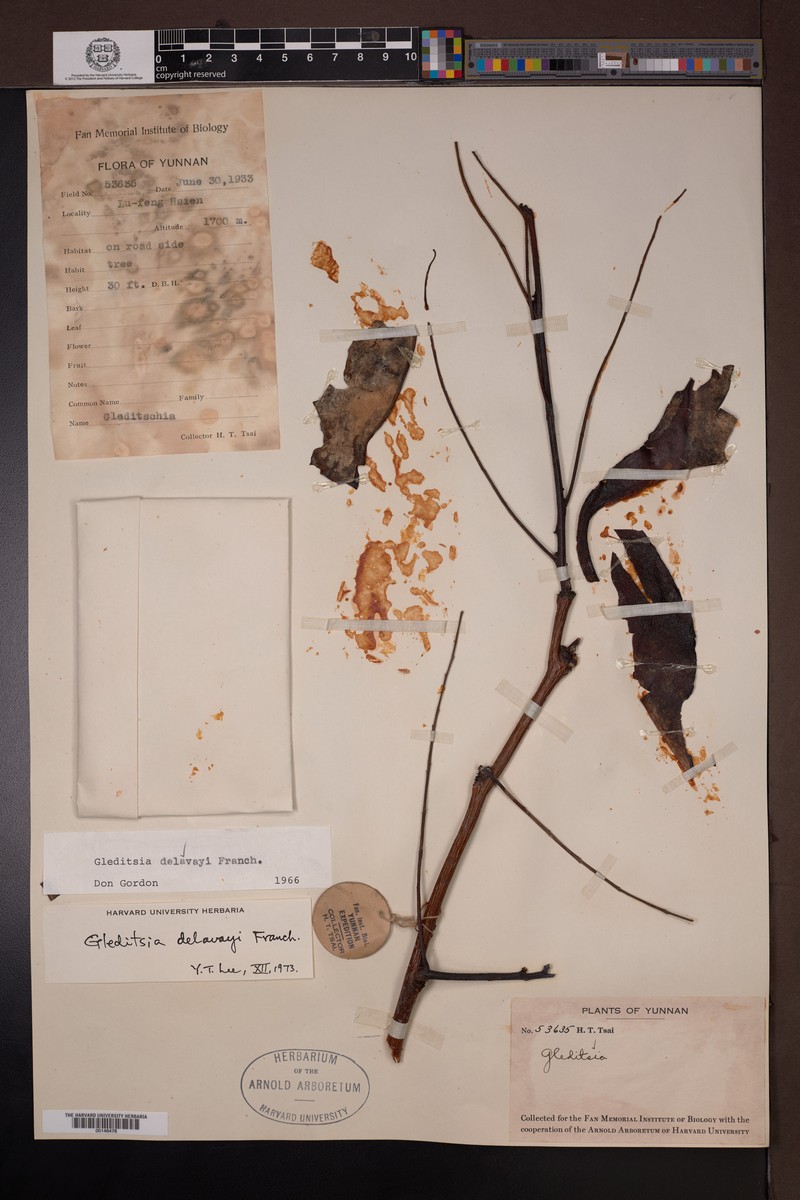 Gleditsia japonica var. delavayi photo 8