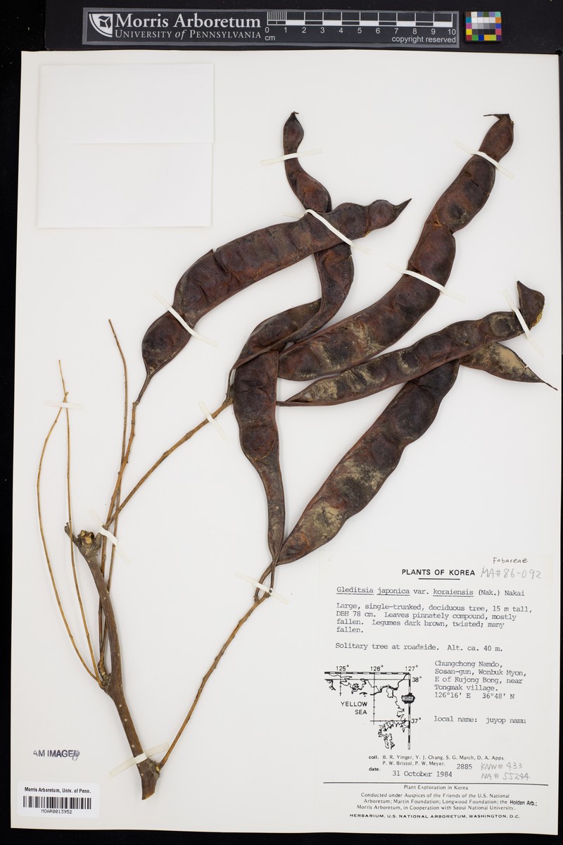 Gleditsia japonica var. japonica