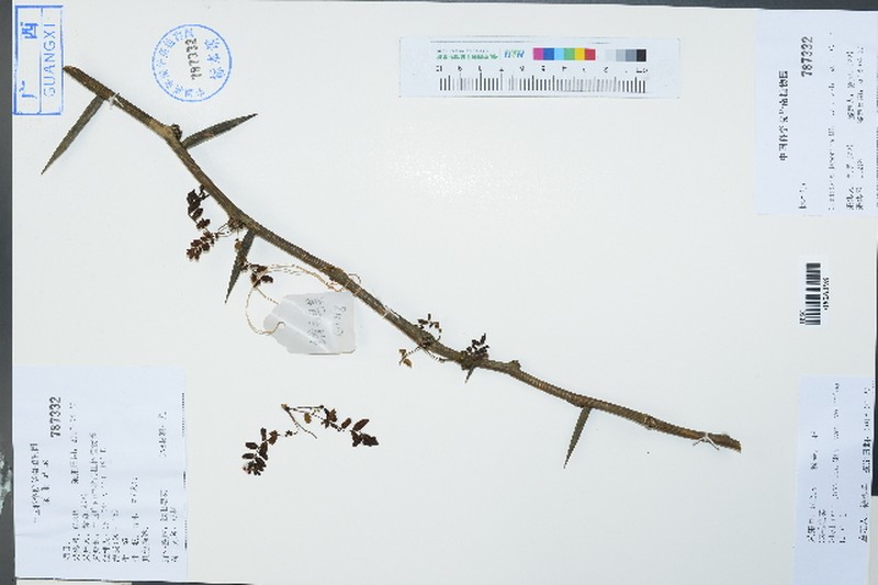 Gleditsia japonica var. velutina