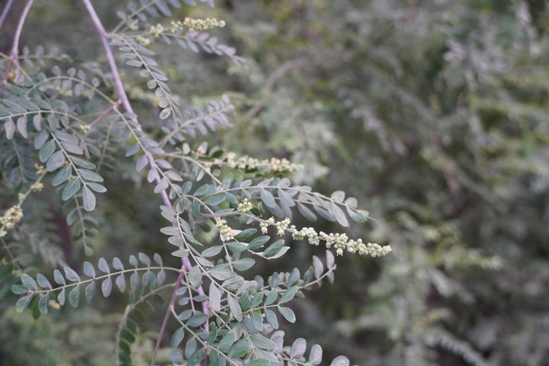 Gleditsia microphylla