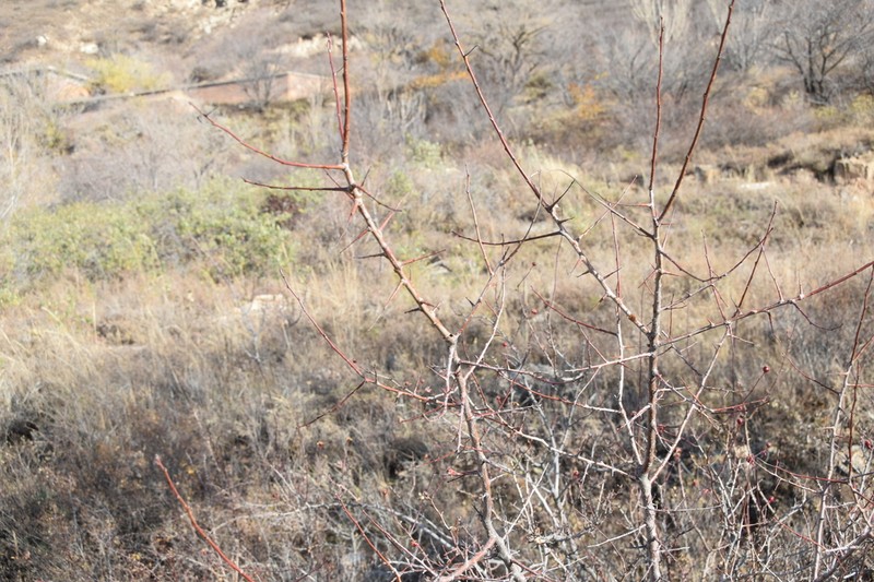 Gleditsia microphylla photo 2