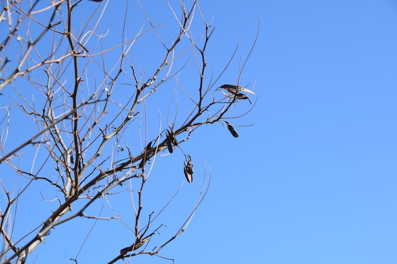 Gleditsia microphylla photo 3