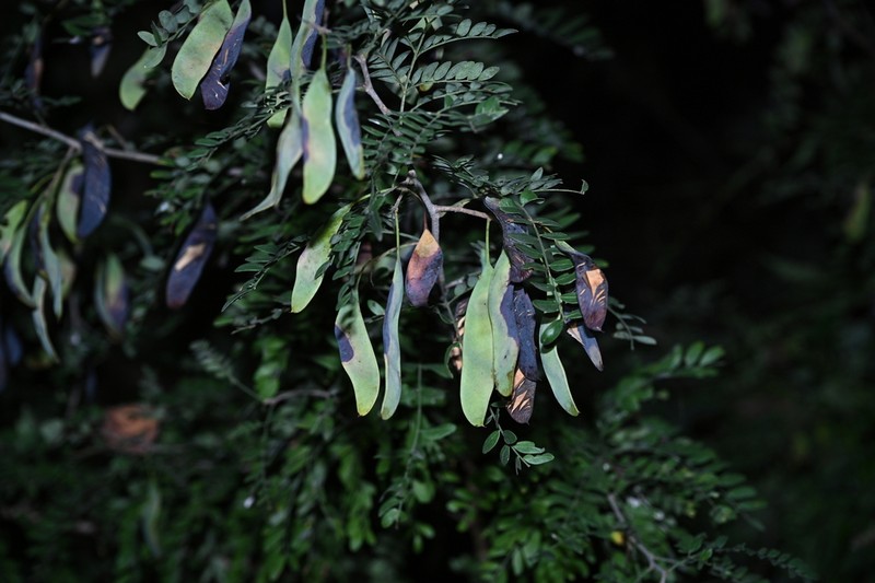 Gleditsia microphylla photo 4