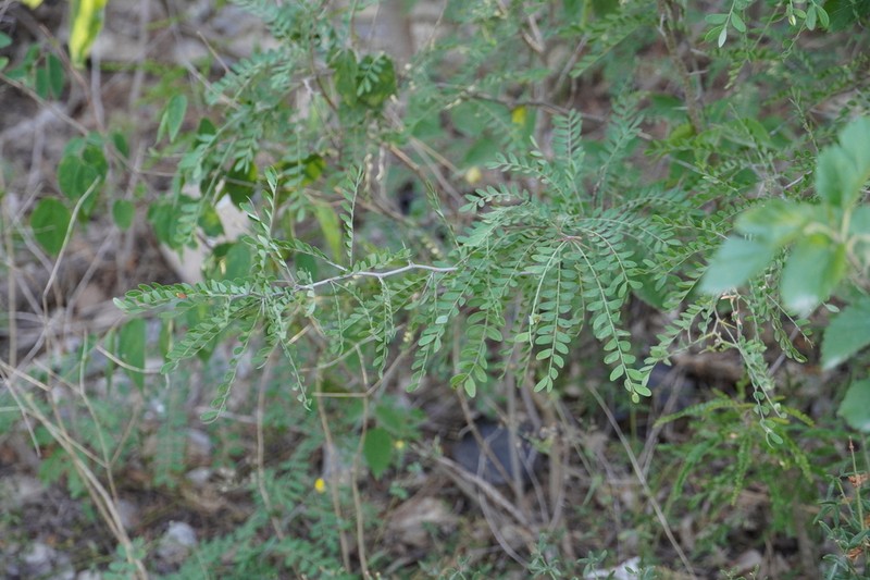 Gleditsia microphylla photo 5
