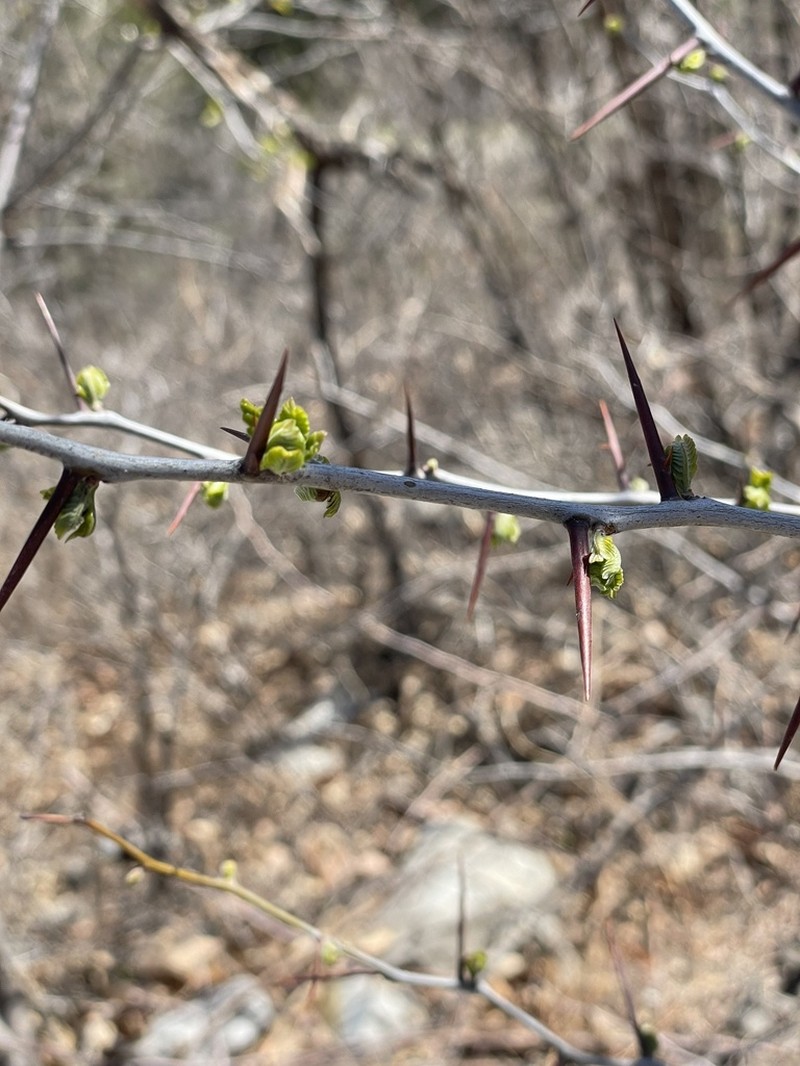 Gleditsia microphylla photo 6