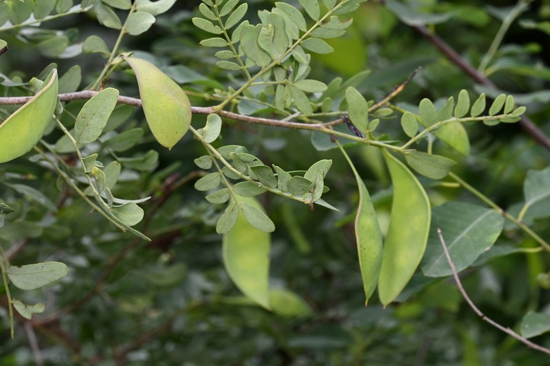 Gleditsia microphylla photo 7