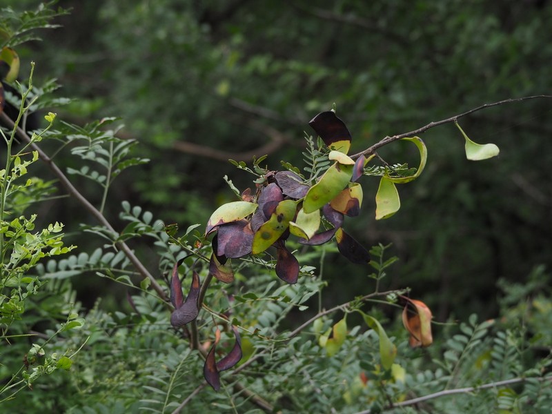 Gleditsia microphylla photo 8