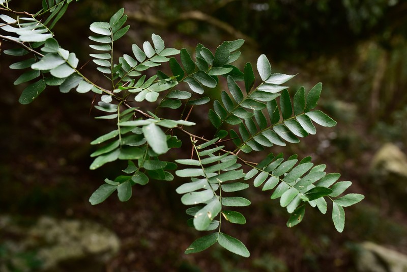 Gleditsia rolfei