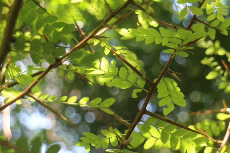 Gleditsia rolfei photo 2