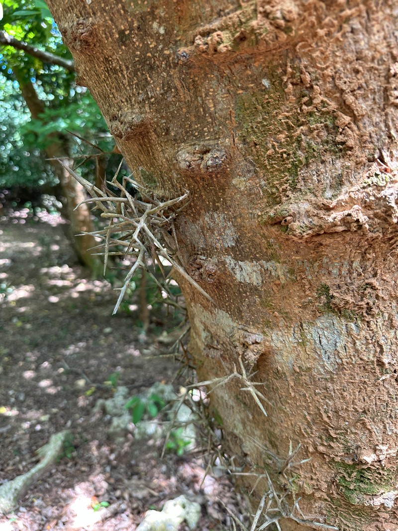 Gleditsia rolfei photo 3