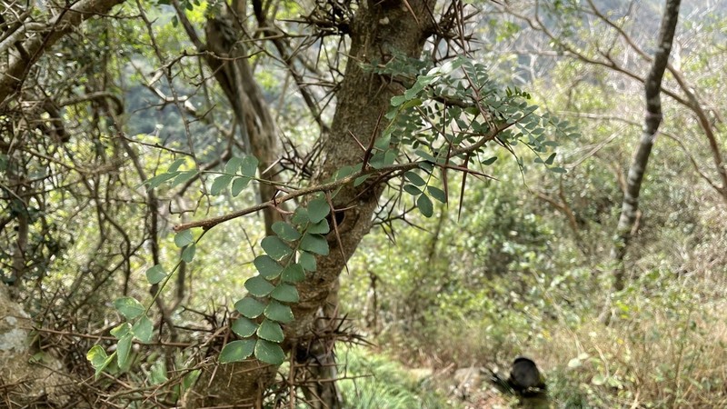 Gleditsia rolfei photo 4
