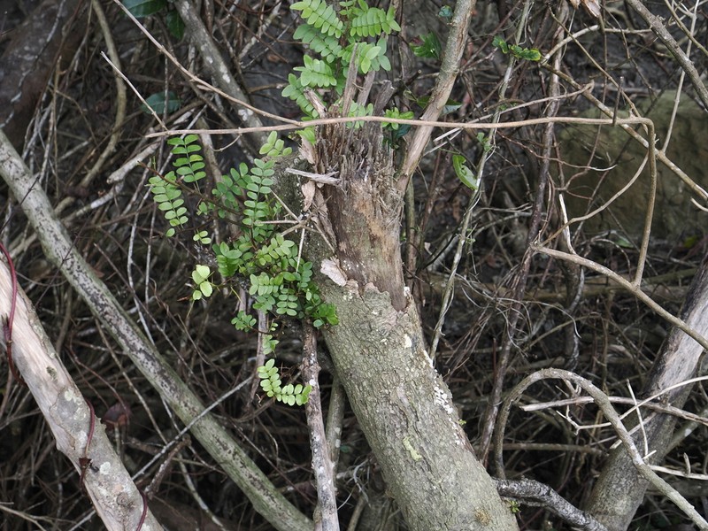 Gleditsia rolfei photo 5