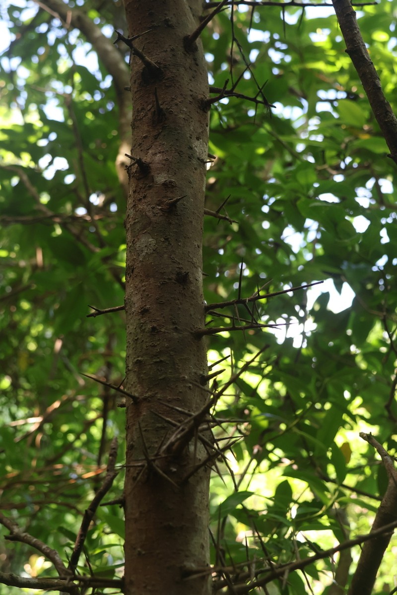 Gleditsia rolfei photo 6