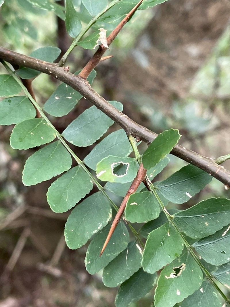 Gleditsia rolfei photo 7