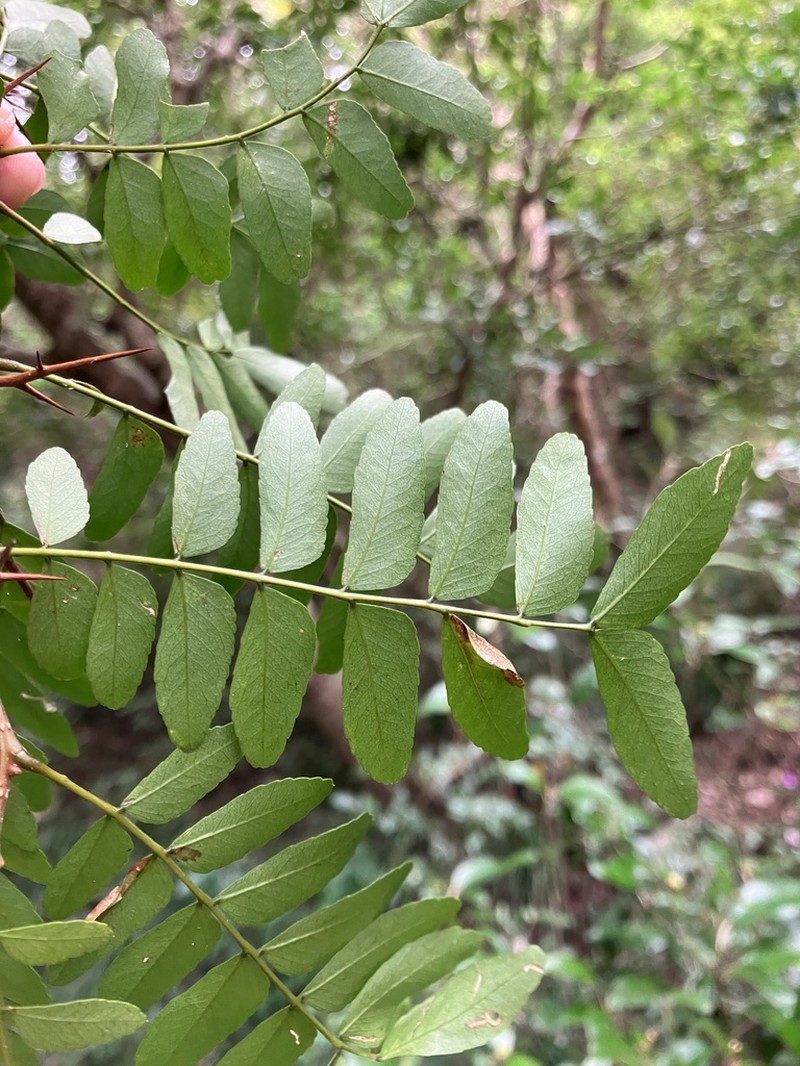 Gleditsia rolfei photo 8